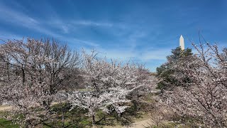Are the Cherry Blossoms blooming in DC yet? Plus, how bad are the lines at Reagan National Airport?