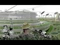 Healthy Cities: UCL-Lancet Commission