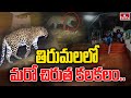 తిరుమలలో మరో చిరుత కలకలం | Another Cheetah at Tirumala | TTD Update | hmtv
