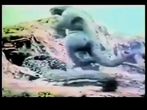 Son of Godzilla'