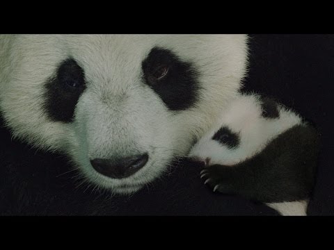 Born in China'