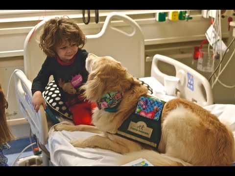 Child Life facility dog named Leica delivers valentines to patients at Cincinnati Children's Child Life facility dog named Leica delivers valentines to patients at Cincinnati Children's