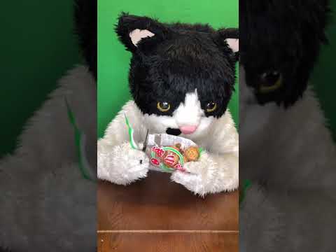 むぎ(猫)「沖縄こんちくわシリーズvol.6梅小亀」