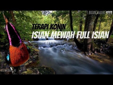 Masteran KOLIBRI NINJA Full Isian Bikin KONIN KONSLET GACOR NGOBRA | Disertai Terapi Air Jernih HD