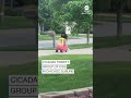 Cicadas terrify group of kids in Chicago suburb  - 00:50 min - News - Video