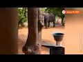 Elephant euthanized after escape from wildlife park | REUTERS  - 00:47 min - News - Video