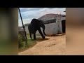 Elephant euthanized after escape from wildlife park | REUTERS