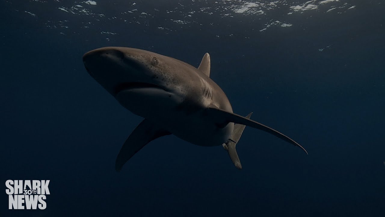 What Do Sharks Do In A Hurricane? | Shark News