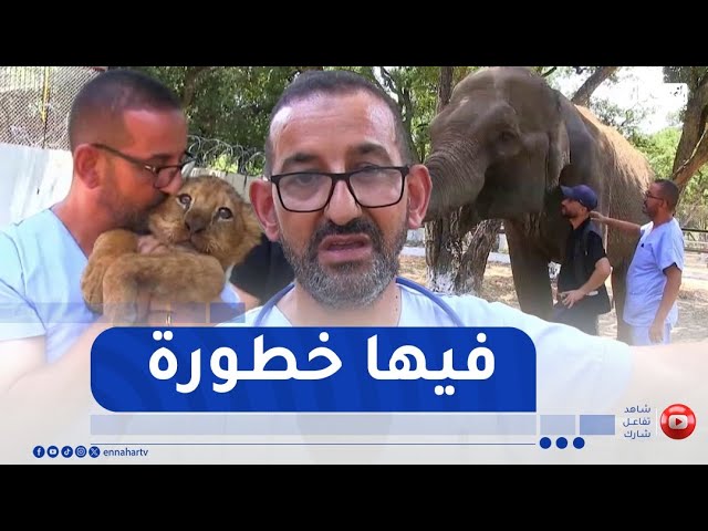 جيجل بوراوي : بيطري يواجه الخطر بين أقفاص الحيوانات المفترسة بالعوانة