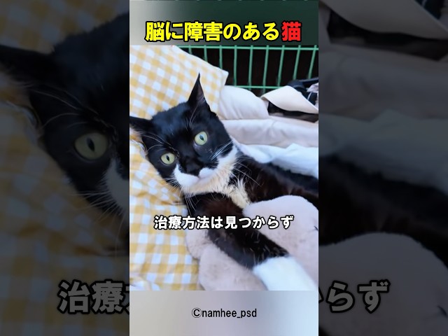 7年以上は生きられないと言われた猫。しかし、猫と飼い主は懸命に努力しました。その結果…
