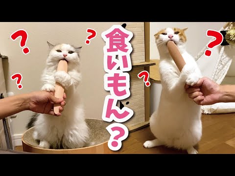 謎の棒の使い方が分からず食べてしまう猫達 ねこじゃすり おしゃべりする猫 まとめちゅーぶ