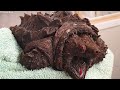 Dinosaur-like alligator snapping turtle mysteriously discovered in England  - 01:24 min - News - Video