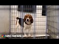 Former animal testing lab becomes sanctuary for rescued animals