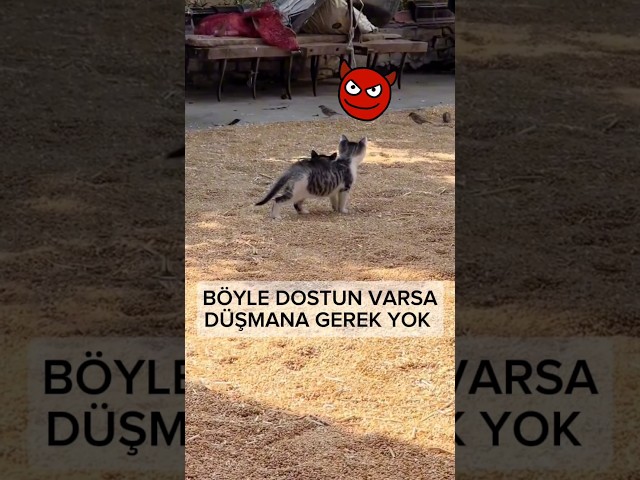 Minik Kedi kuşu tam avlayacak dost kazığı yiyor. böyle dostun varken düşmana gerek yok