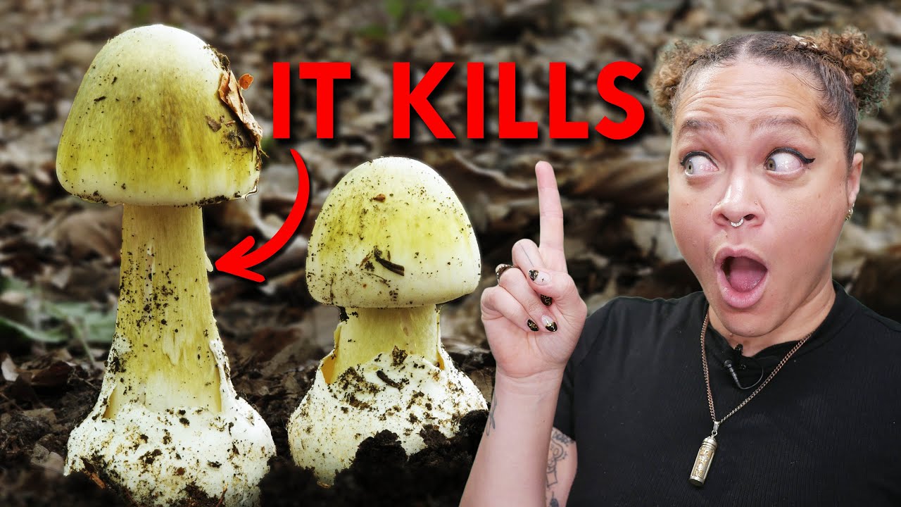 The Only Antidote For Death Cap Mushrooms Is A Transplant