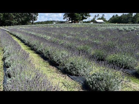 screenshot of youtube video titled King George Lavender Farm and Mercantile