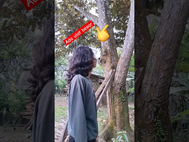 mama panik ada ulat raksasa dan bangunin ayah