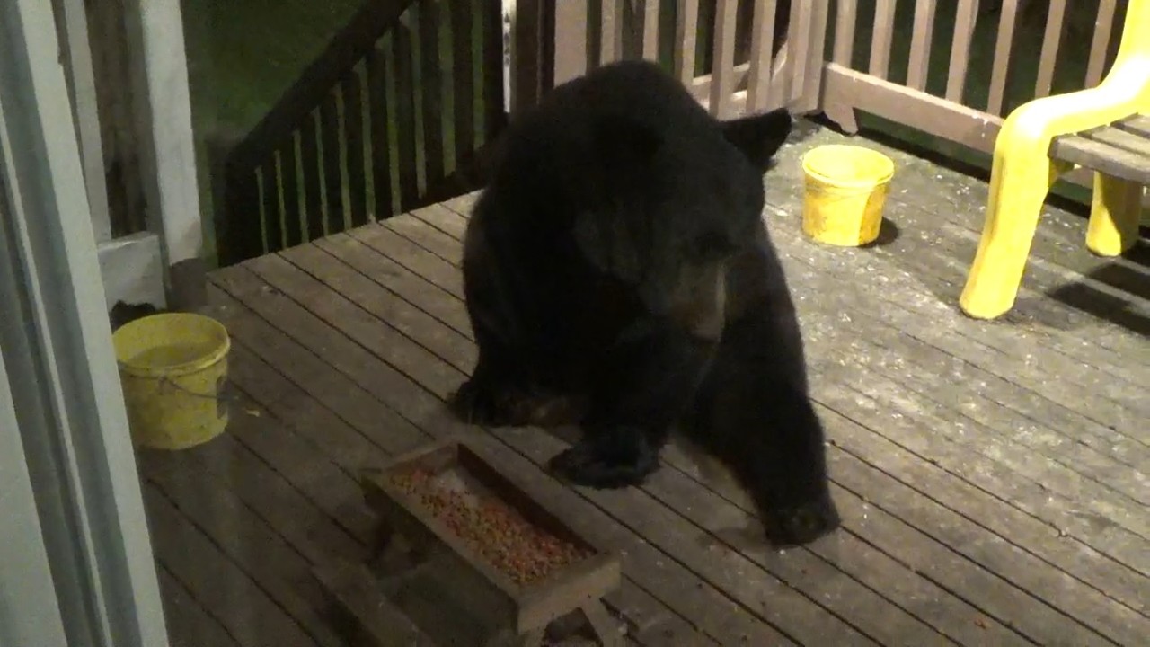 The Black Bear Visit