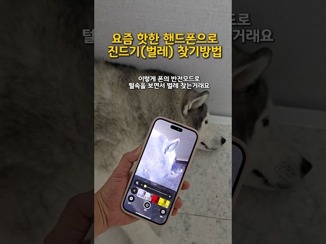 요즘 핫한 핸드폰으로 진드기(벌레) 찾는 방법