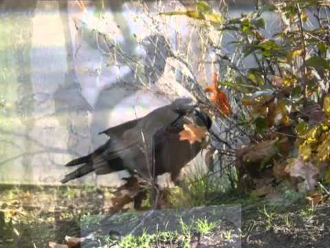 Rabenvögel und Wölfe - intelligente, mystische und faszinierende Tiere