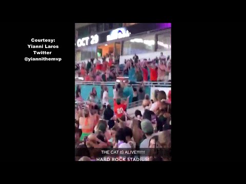 Fans save falling cat from upper deck at Hard Rock Stadium, video goes viral Fans save falling cat from upper deck at Hard Rock Stadium, video goes viral