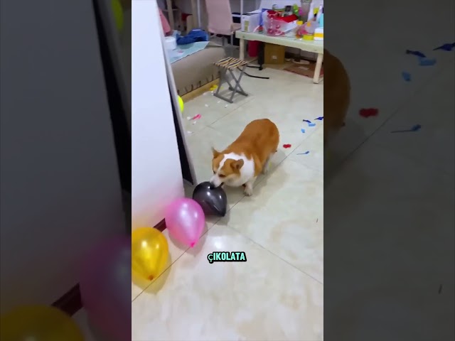 Tüm balonları patlat ve çikolata kazan 🎈