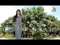 Timber Cultivation | బంజరు భూముల్లో కలప మొక్కల పెంపకం | Matti Manishi | 10TV News  - 06:34 min - News - Video