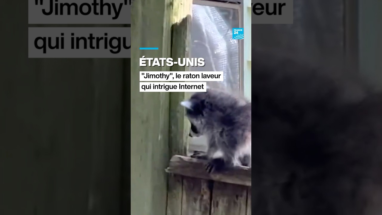 États-Unis : "Jimothy", le raton laveur qui intrigue Internet • FRANCE 24