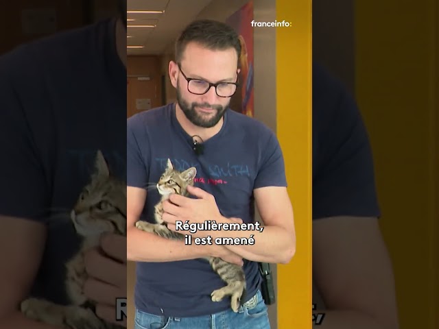 Un chaton accompagne des policiers lors d'interrogatoires