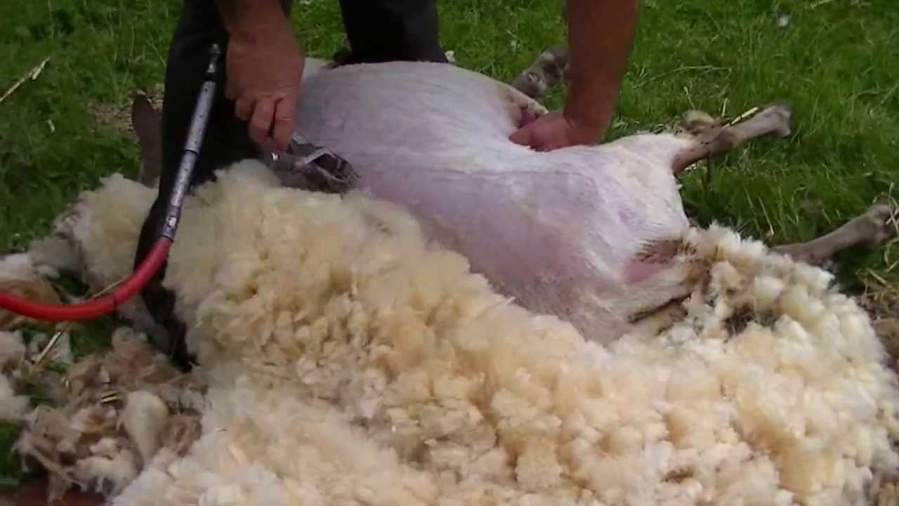 Mouton comment tondre les moutons? Sheep