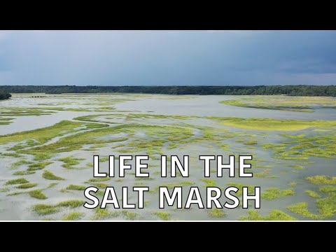 screenshot of youtube video titled Coastal Kingdom | Season 4, Episode 3 – ‘Life in the Salt Marsh’ | Full Episode