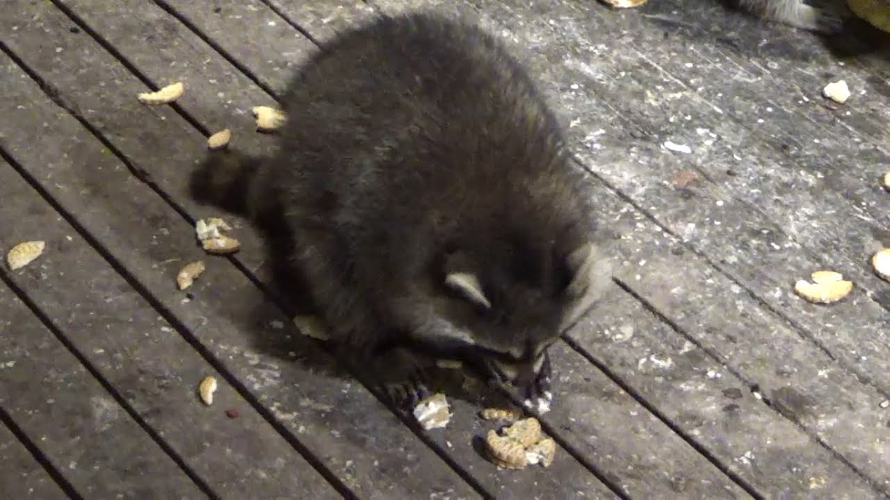 Saturday Night Raccoon Diner