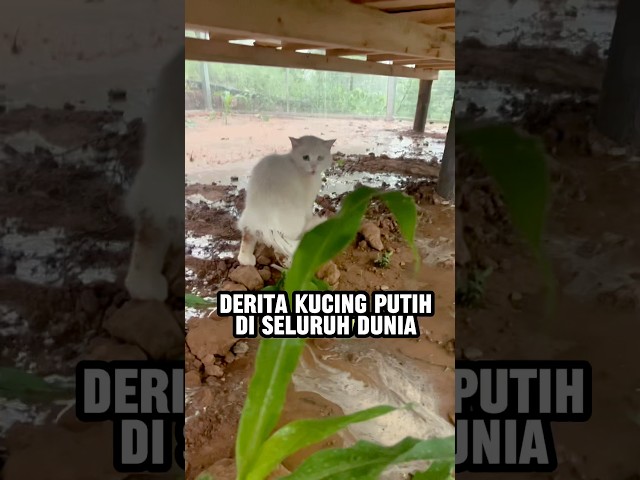 Kucing putih punya nasib paling menyedihkan