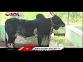 Pulikulam Cattle Breed Conservation | Tamil Nadu | V6 Teenmaar