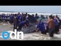 9-mtr, 16 Ton Whale Shark washes up on Beach in Ecuador