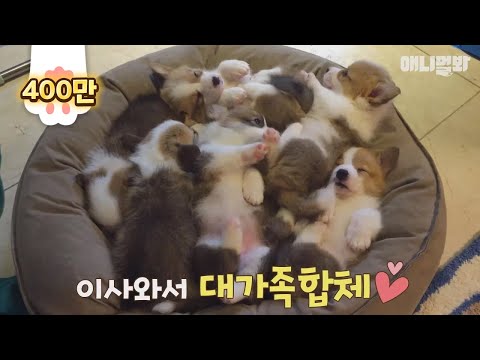 뭐든지 떼거지로 몰려다니며 하는 웰시코기 8군단! 무궁화 꽃이 피었습니다~