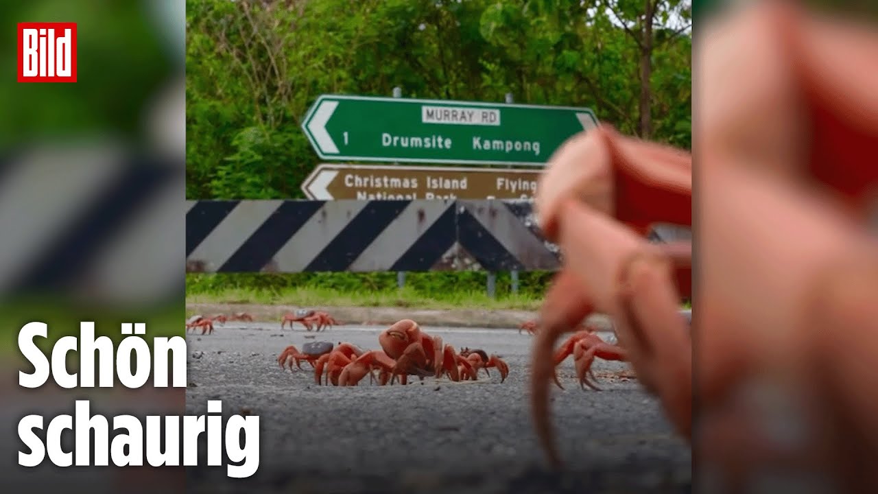 Australien: Krabben-Invasion legt Insel lahm