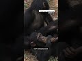 Why these chimpanzees are in school  - 01:00 min - News - Video