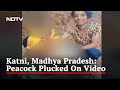 Man brutally plucks peacock feathers on video in Madhya Pradesh, disturbing visuals