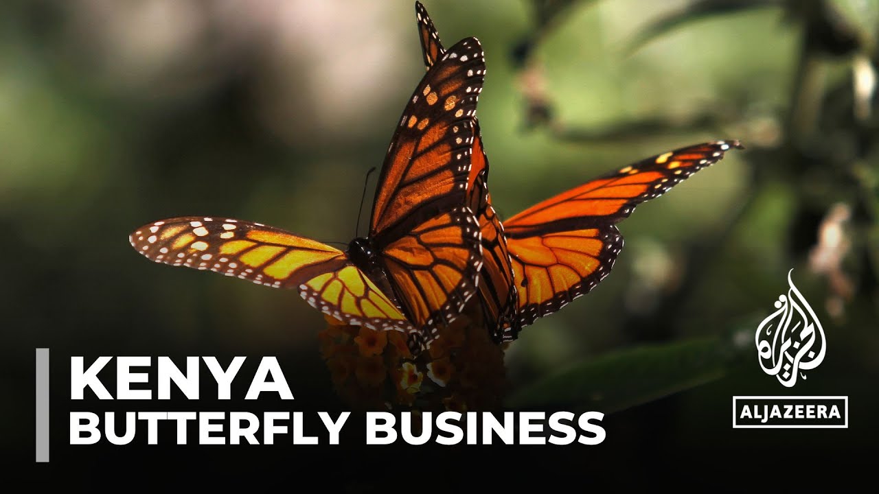 Butterfly business takes off: Kenyan farmers say the sector lacks good management