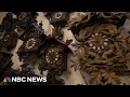 Time is ticking for owners of huge cuckoo clock collection