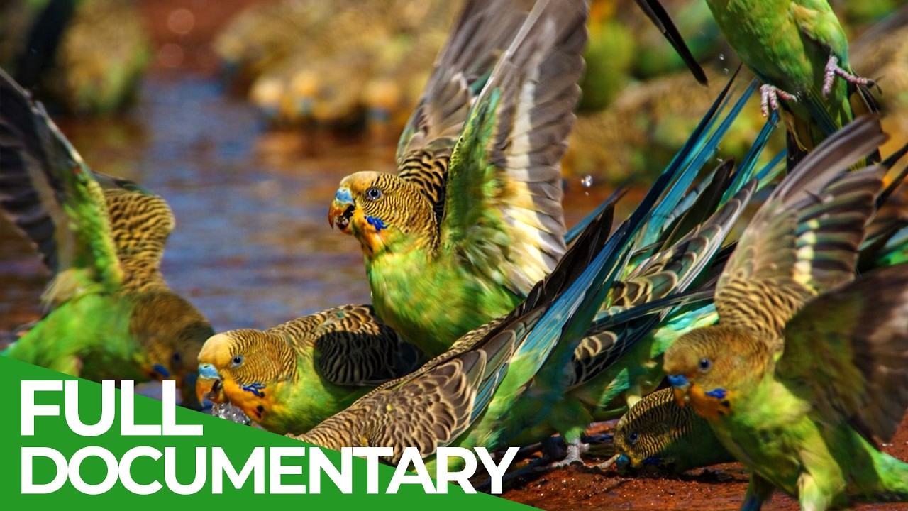 Wild Australia - Nature’s Most Dangerous Paradise | Free Documentary Nature