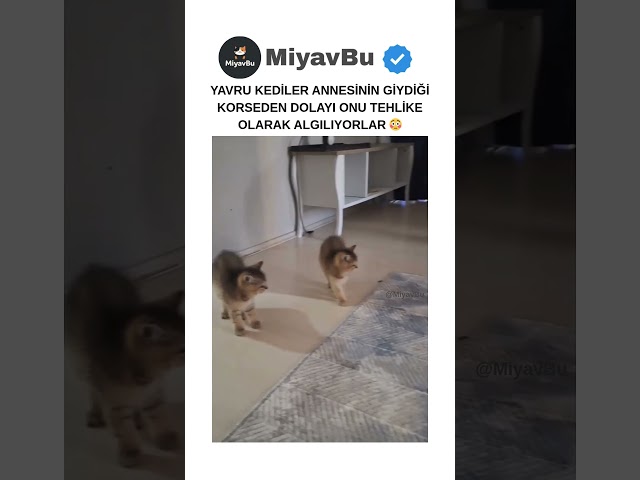 Yavru KEDİLER Annesine GARD Alıyor 😳 #catshorts #kedi #kedishorts #cat #shorts #kedivideoları #cats