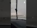 Car drives through tornado in Kansas