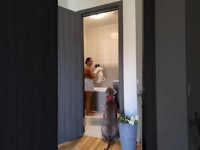الكلاب لم تتوقع هذا الغداء أبدًا! 🥦😂