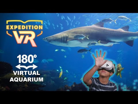 screenshot of youtube video titled Swim with Sharks 180° | Expedition VR
