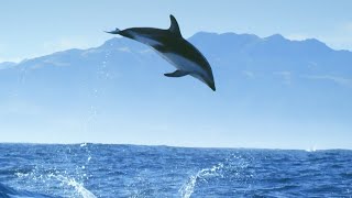 סרטונים על דולפינים