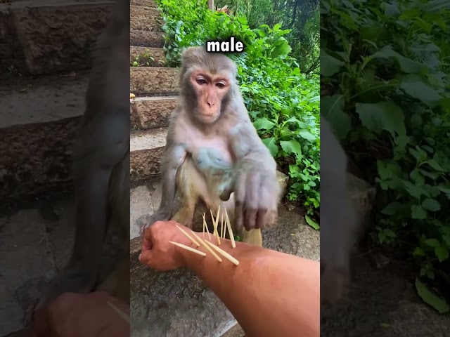 La scimmia toglie le spine!