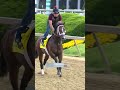 Sights & sounds of Preakness preparations  - 00:52 min - News - Video