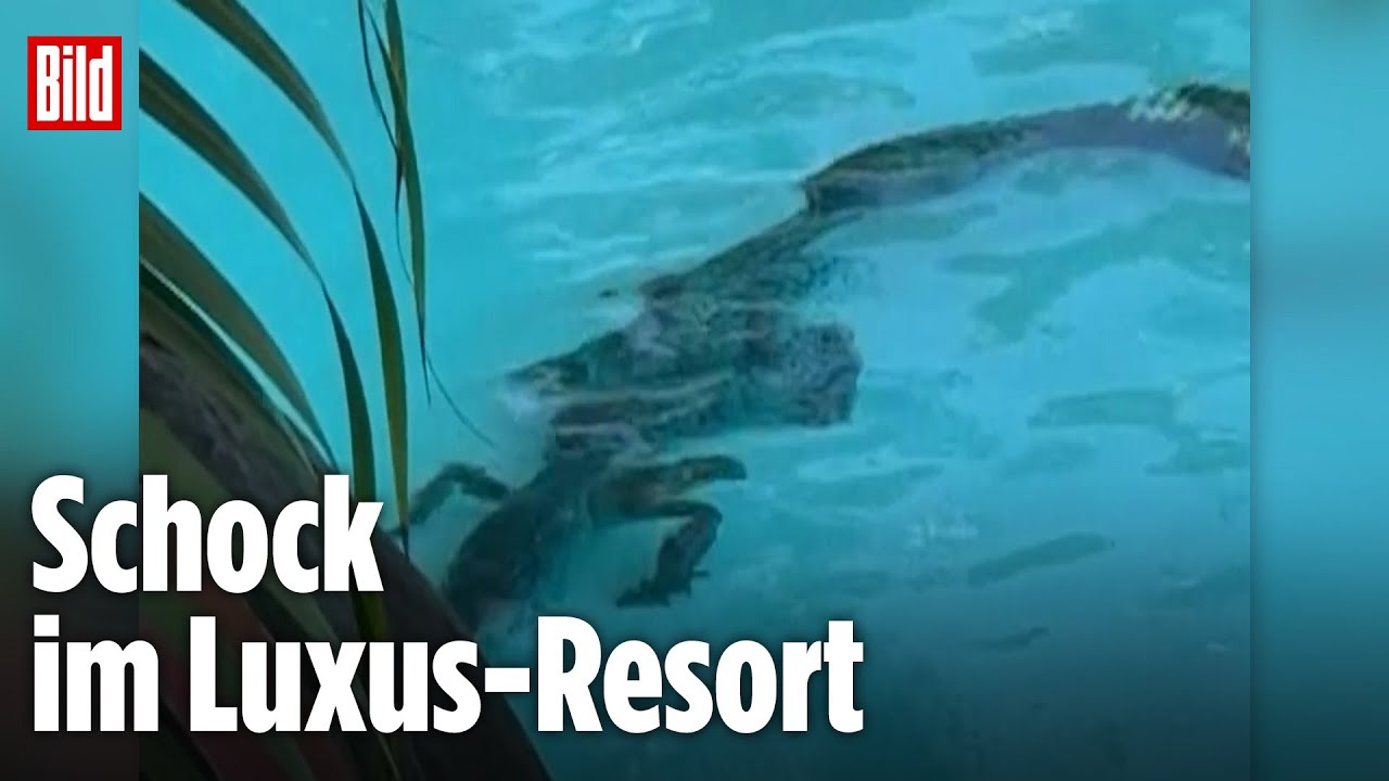 5-Sterne-Horror: Plötzlich schwimmt ein Krokodil im Hotelpool